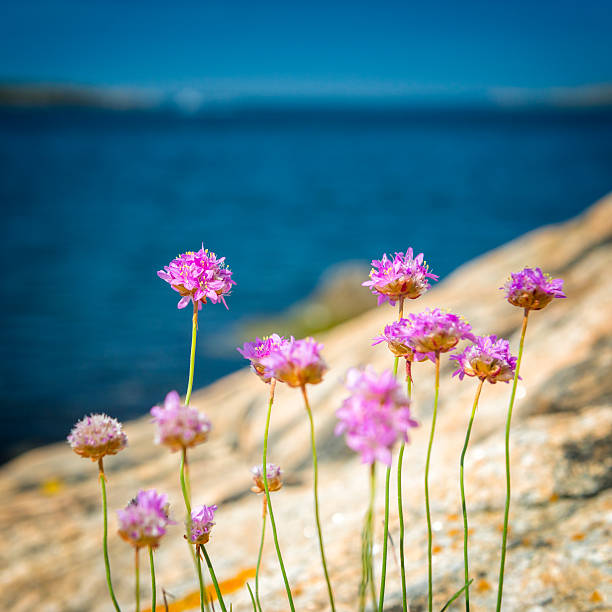 istock Coastal pink flora on Bohuslan rocks 636427742