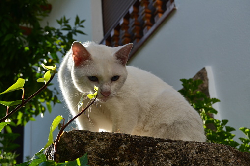 Stray white cat