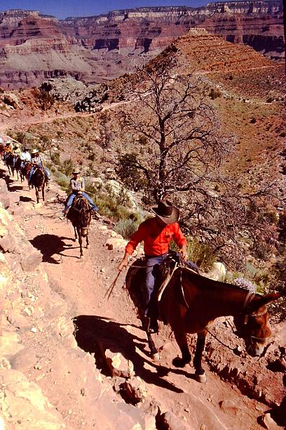 paseo en mula por el gran cañón - mule grand canyon national park cowboy arizona fotografías e imágenes de stock