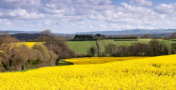 Oilseed rape fields in the Blackmore Vale Summer sun illuminates bright yellow fields of oilseed rape crops in the rolling farmland landscape of the Blackmore Vale in Dorset. blackmore vale stock pictures, royalty-free photos & images