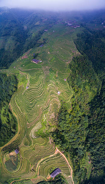 istock Longji Terraced Fields in Longsheng,Guilin,China 636440552