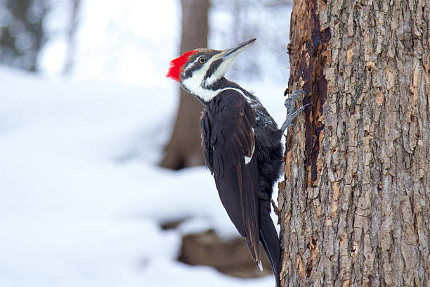 istock Woodpecker in the snow in Montreal, Quebec 636443768