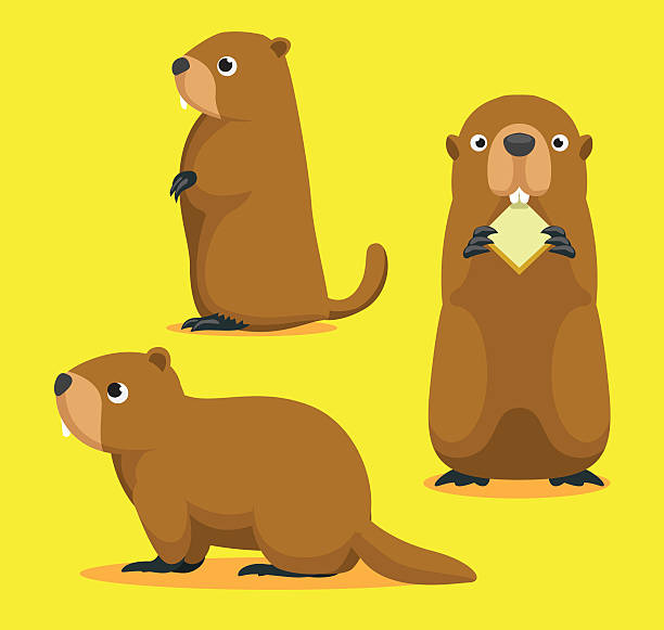 ilustraciones, imágenes clip art, dibujos animados e iconos de stock de linda marmota cartoon vector ilustración - groundhog