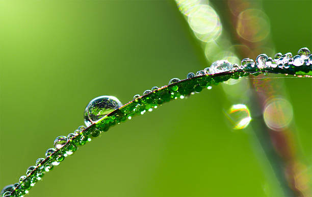 istock water drops on leaves in moring 636445016
