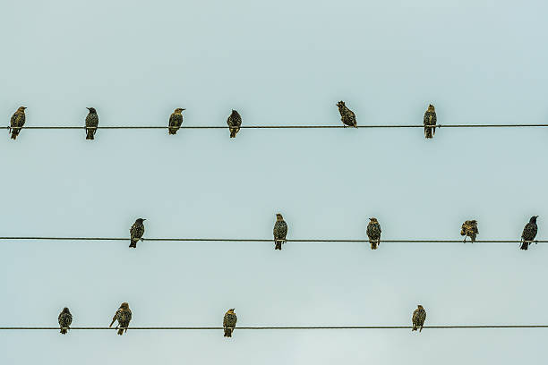 istock Starlings on electric wires. 636447368