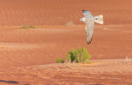 falcon flies in abu dhabi desert