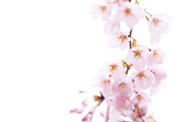 Fiore di ciliegio rosa su bianco - foto stock