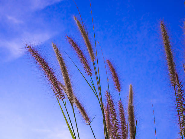 istock Mission grass and the blue sky 636450504
