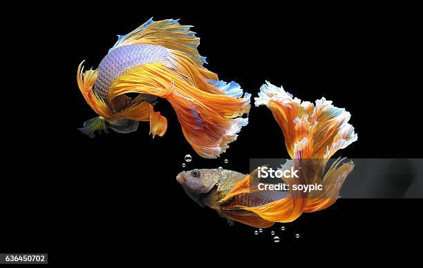 Siamese Fighting Fish Stock Photo - Download Image Now - Siamese Fighting Fish, Tropical Fish, Tropical Freshwater Fish