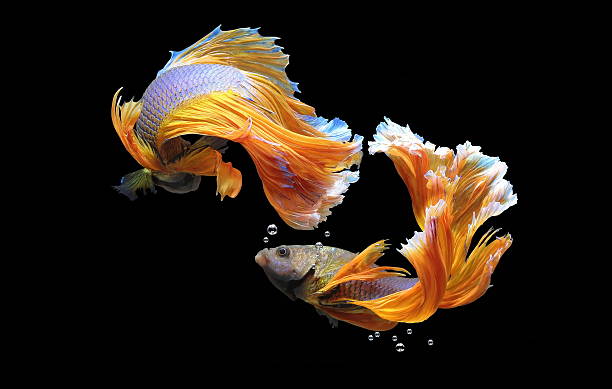 beta splendens - siamese fighting fish fish tank tropical climate fish imagens e fotografias de stock