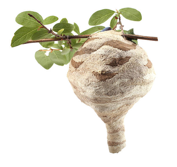 istock Hornet's nest on honesuckle berry branch 636451106