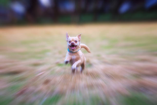 istock Little dog running fast on grass field 636451802