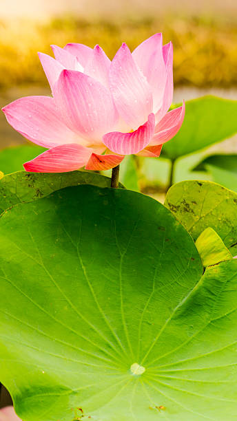 istock Beautiful pink lotus flower in pond. 636455578