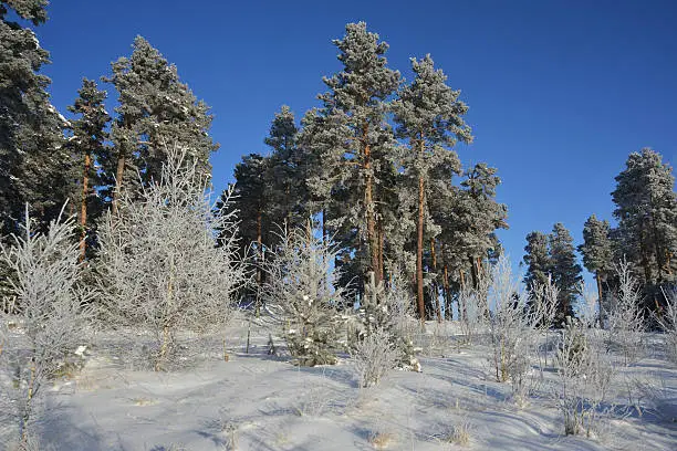 Frosted pines against blue sky background. Snow covered meadow and little trees in foreground.