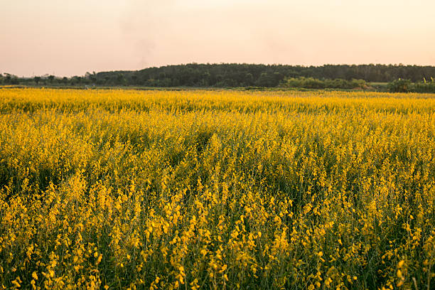 istock Sun hemp flower farm 636457048
