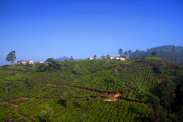 istock Tea plantations in Munnar, Kerala, South India 636459218