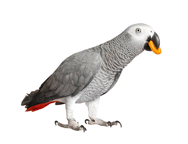 istock Gray parrot Jaco on a white background 636459804