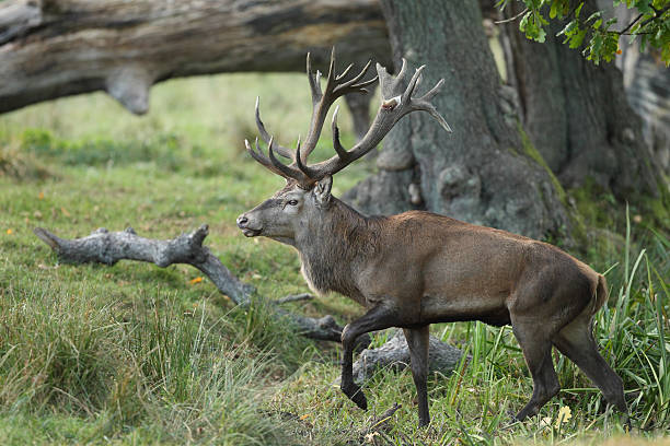 istock Red deer - Rutting season 636459894
