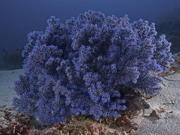 Blue Gorgonia, Blaue Gorgonie (Euplexaura sp.) Underwater close up photography of a blue sea fan. coral gorgonian coral hydra reef stock pictures, royalty-free photos & images