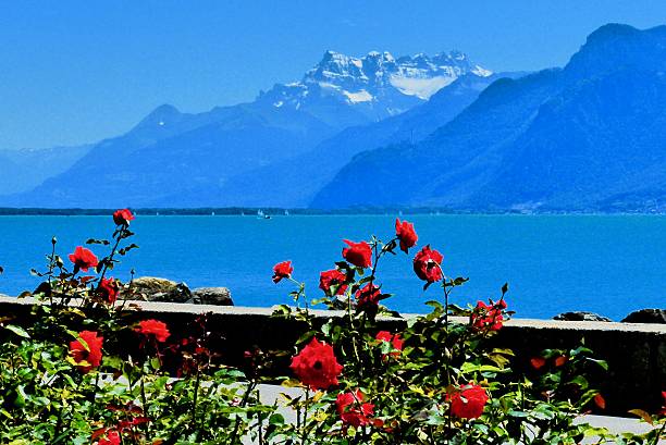 roses at Lake Leman