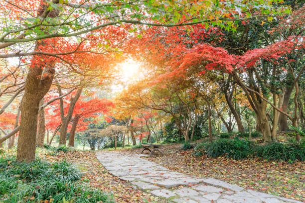 istock Autumn landscape in the park 636461060