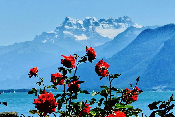 Switzerland - lake leman, snow, flowers