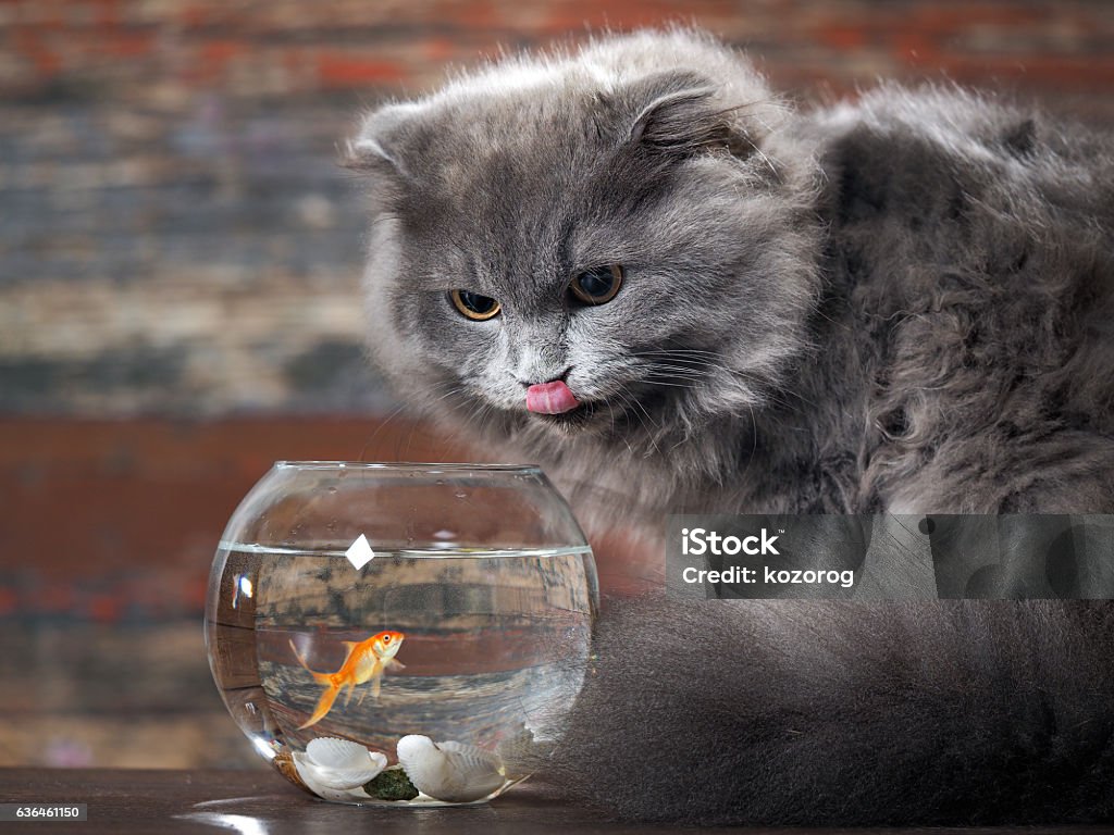 Die Katze leckt Lippen in der Nähe von runden Aquarium mit Goldfischen - Lizenzfrei Hauskatze Stock-Foto
