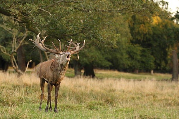 istock Red deer - Rutting season 636461216
