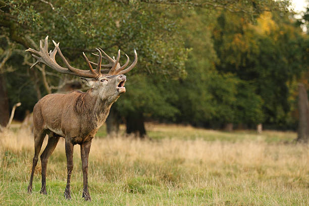 istock Red deer - Rutting season 636461248