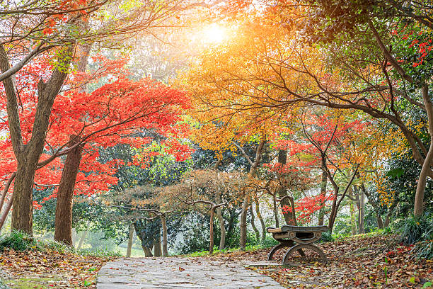 istock Autumn landscape in the park 636461282