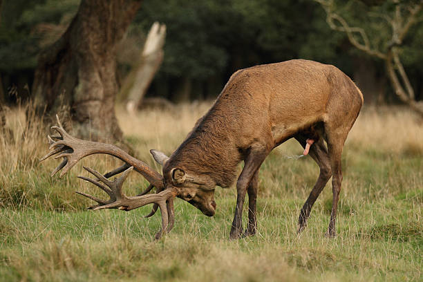 istock Red deer - Rutting season 636461356