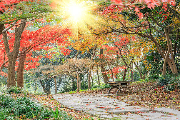istock Autumn landscape in the park 636461856