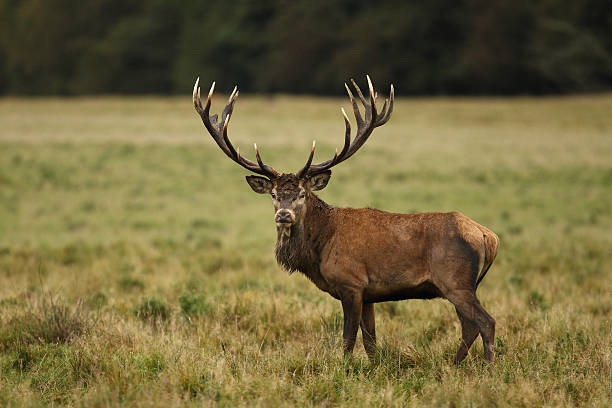 istock Red deer - Rutting season 636461868