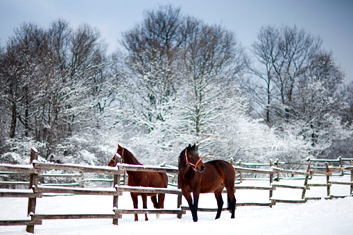 Saddle horses looking over corral fence winter rural scene.  Horses waiting for riders in in a snow covered corral