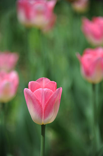 istock Colorful tulips on nature background 636462524