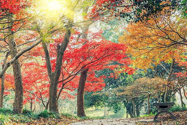 istock Autumn landscape in the park 636462620