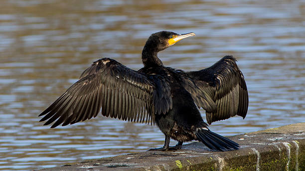 Great Black Cormorant at a small lake in Southern Sweden Great Black Cormorant (Phalacrocorax carbo) sitting on a wall at a small lake in Southern Sweden. cormorant stock pictures, royalty-free photos & images