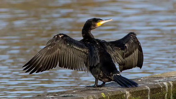 Photo of Great Black Cormorant at a small lake in Southern Sweden