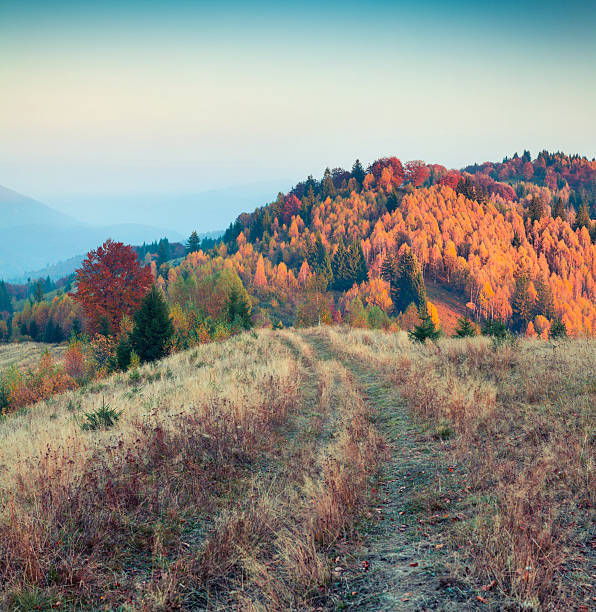 istock Colorful autumn morning in Carpathian mountains. 636463638