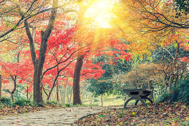 istock Autumn landscape in the park 636463670