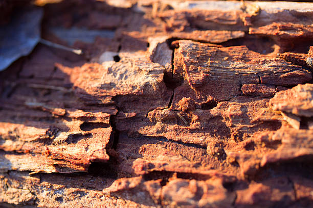 istock piece of wood 636463772