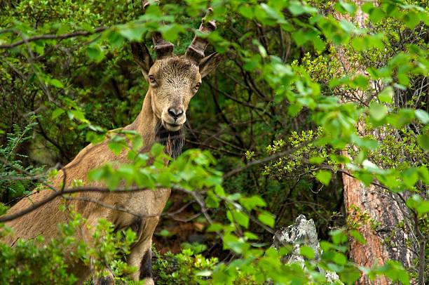 istock ibex on a background of green forest in the mountains 636464230