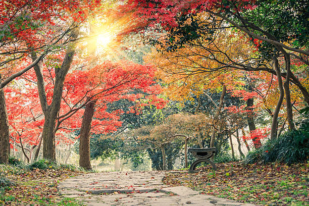 istock Autumn landscape in the park 636464610