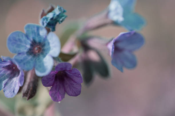 istock beautiful colorful wildflowers 636464620
