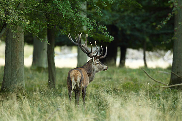 istock Red deer - Rutting season 636466188