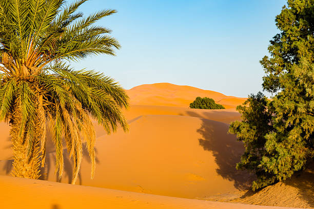istock Sand dunes of the Sahara desert, Morocco 636466374