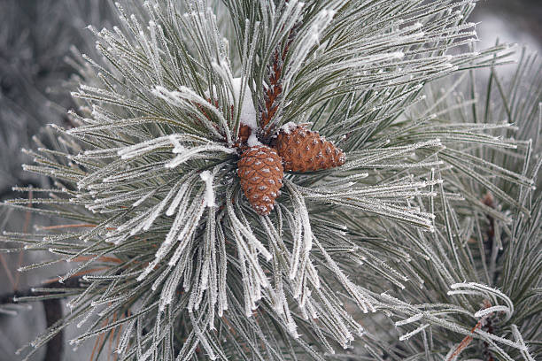 istock Pine branches with cones covered with hoarfrost. Nature 636466794