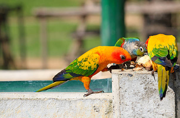 istock Many colorful parrot enjoy eating 636467408