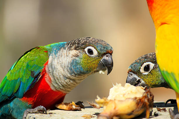 istock Parrot enjoy eating food 636467554