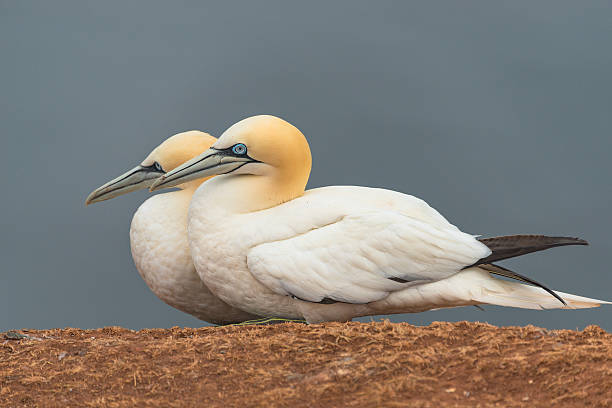 istock Behavior of wild migrating gannets at island Helgoland, Germany, 636467800